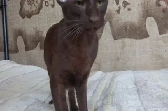 Пропала ориенталка, Петровская 36, Спасская