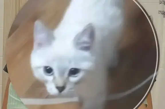 Пропала кошка, Олимпийская 20, Тюмень