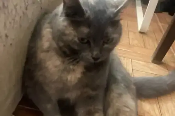 Пропала кошка, Уральский пр., Нижний Тагил