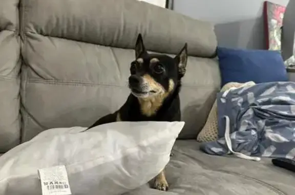 Найдена собака, Ставропольская ул., Краснодар