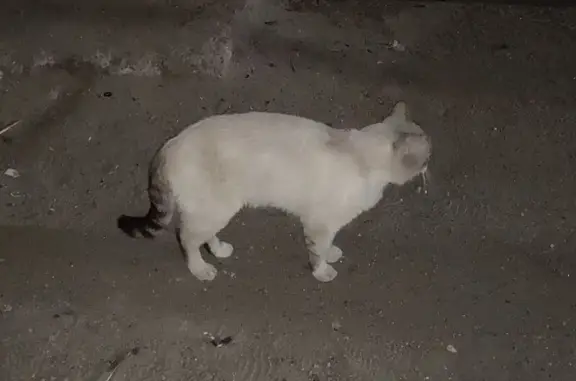 Найдена кошка, Брянск, фото: Кошка найдена: ул. Чкалова, 3, Брянск