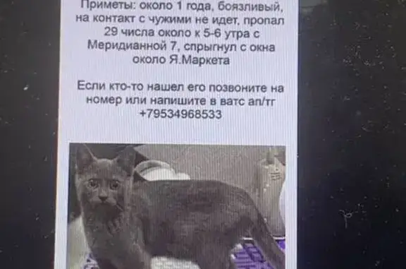Пропала кошка, ул. Меридианная, 7, Казань