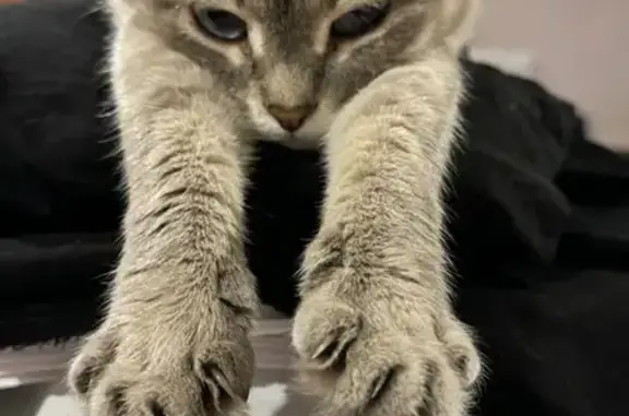 Пропала кошка, ул. Кр. Партизан, 6, НН