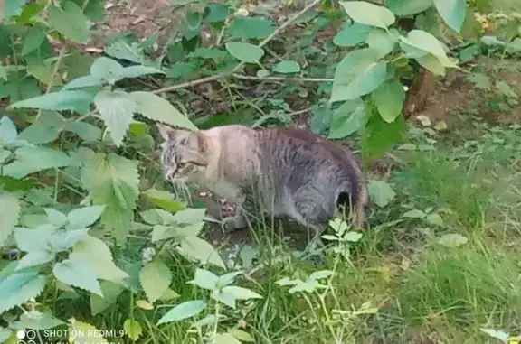 Найдена кошка, Люберцы, фото: Кошка найдена: ул. Космонавтов, 30, Люберцы