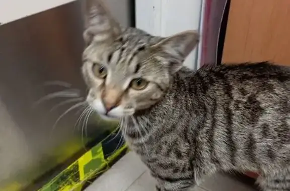 Кошка найдена: шоссе Энтузиастов, Балашиха