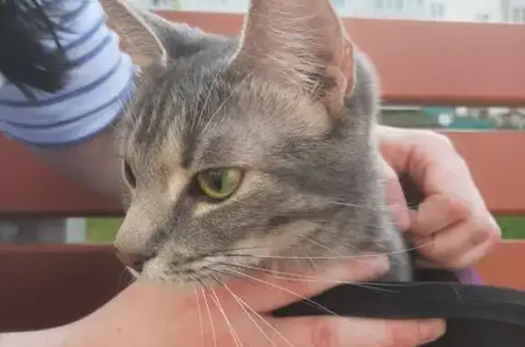 Найдена кошка, , фото: Кошка найдена: Клубная ул. 9, Фролы