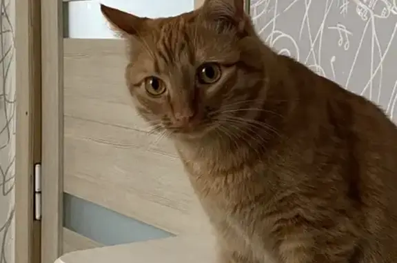 Пропала рыжая кошка, ул. Пушкина, 6, Заволжье