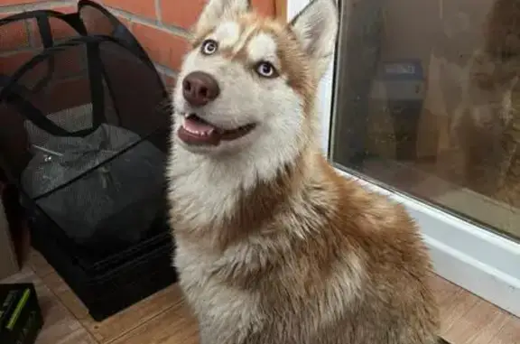 Хаски найдена на Старом Владимирском тракте