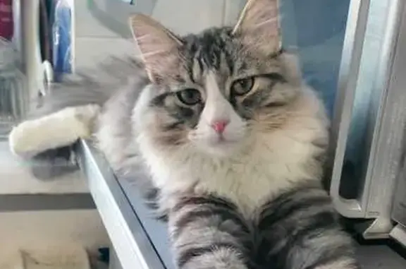 Кошки потеряшки, Уфа, фото: Потеряшка кошка, Менделеева 217, Уфа