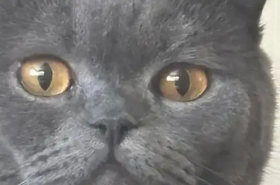 Кошки потеряшки, , фото: Потеряшка кошка, 3-я Курганская, 20, Омск