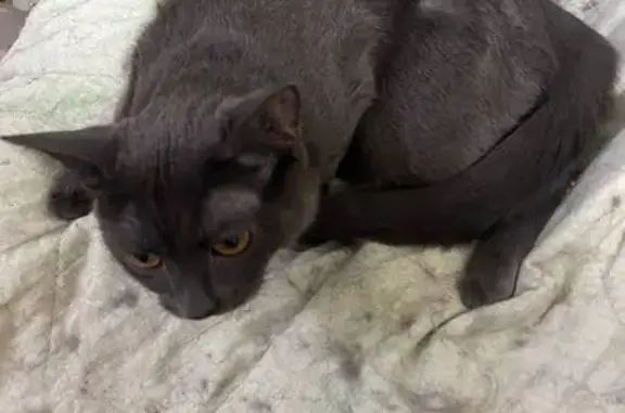 Пропала кошка, Дружный пер., 64, Воронеж