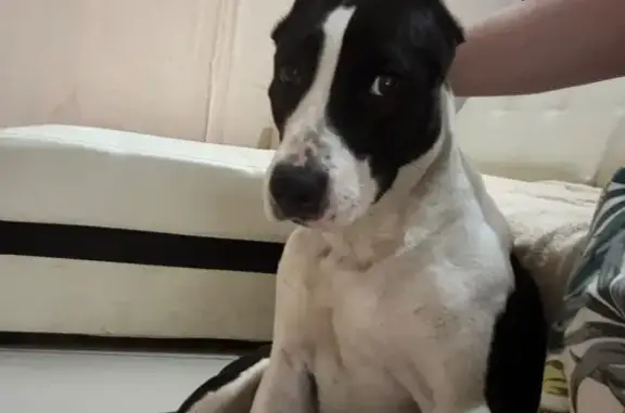 Собака найдена, ул. Кирова 14, Астрахань