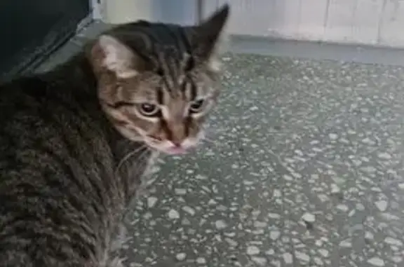 Кошка найдена: Соловьиный проезд, 14