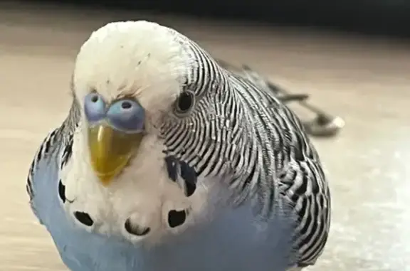 Потерянные животные Татарка, фото: Пропал попугай на Ленина, 114, Татарка