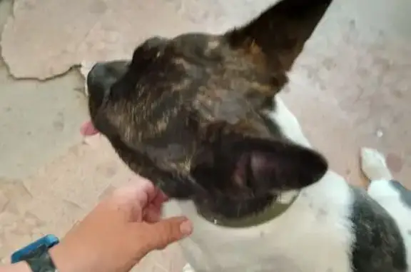 Найдена собака, Моздокская 57, Астрахань