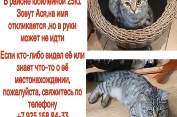 Пропала кошка, Юбилейная 25 к1, Мытищи