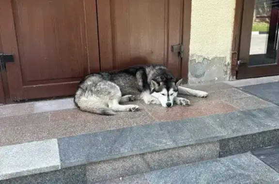 Найдена собака, Батайск, фото: Собака найдена: ул. Куйбышева, Батайск