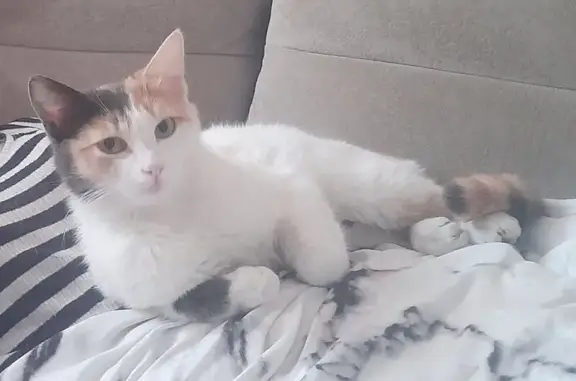 Пропала кошка, ул. Щорса, 6А, Динская
