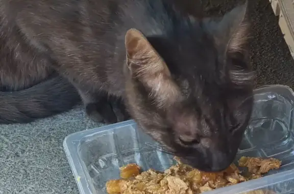 Кошка найдена на ул. Барышиха, Москва