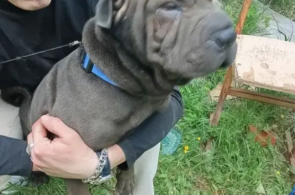 Найдена собака, Ярославль, фото: Собака найдена: Текстилей 10, Ярославль