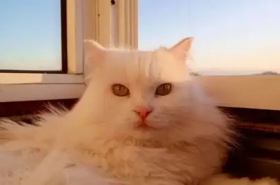 Пропала кошка, ул. 30 лет ВЛКСМ, 1