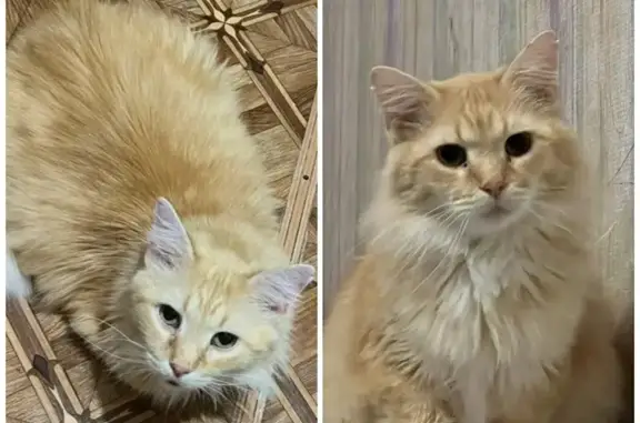 Кошки потеряшки, Комсомольск, фото: Потеряшка кот Лева, ул. Колганова 8, Комсомольск