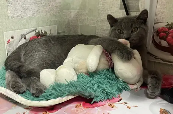 Пропала кошка, Мирный, Архангельская обл.