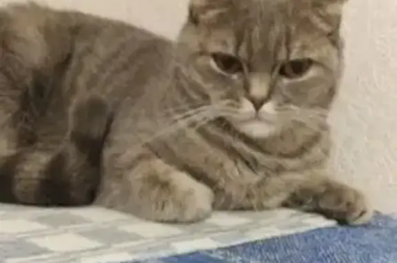 Кошки потеряшки, Дальнее Константиново, фото: Потеряшка серая кошка, Зелёный пер., Д. Константиново