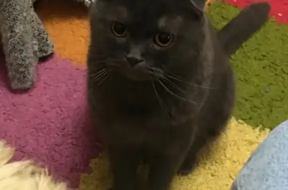 Кошки потеряшки, Нурминское, фото: Потеряшка кошка, Нурминское СП, Марий Эл