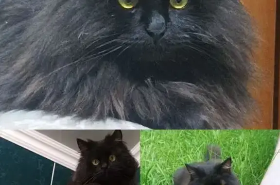 Пропал кот в СНТ Импульс, 18 линия, Оренбург