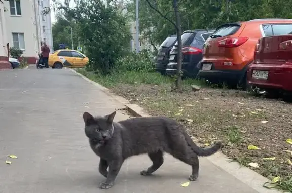 Кошка найдена: Большой Симоновский пер., Москва