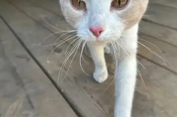 Найдена кошка, Бобровский, фото: Котенок найден, ул. Малышева, Бобровский