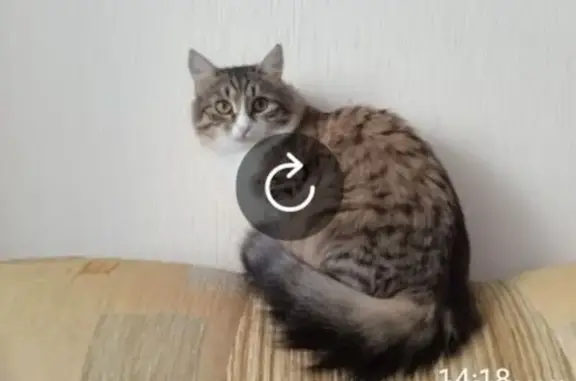 Пропала кошка, пр. Ленина 15А, Димитровград