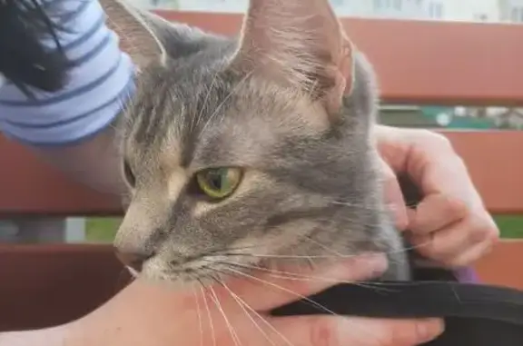 Найдена кошка, , фото: Кошка найдена на Весенней 38/1, Фролы