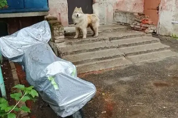 Найдена собака, Йошкар-Ола, фото: Собака найдена на Кирпичной 8, Йошкар-Ола