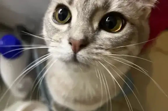 Кошки потеряшки, Кривцово, фото: Потеряшка кошка Бедняжка, Кривцово, 18