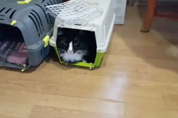 Пропала кошка, МО, Черный с белым