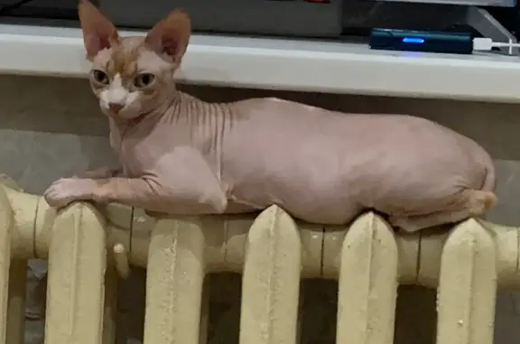 Кошки потеряшки, Тула, фото: Потеряшка кошка Сфинкс, ул. Михеева 11А