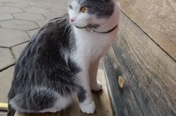 Кошки потеряшки, Лесосибирск, фото: Потеряшка кошка, ул. Аманальная, Лесосибирск