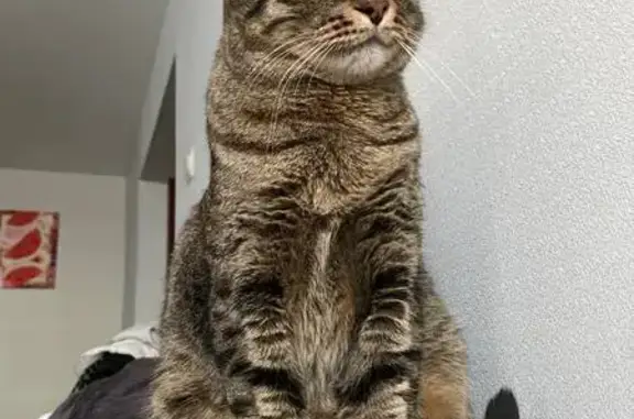 Кошки потеряшки, Нижний Новгород, фото: Потеряшка кот Кузя, пр. Кораблестроителей 40