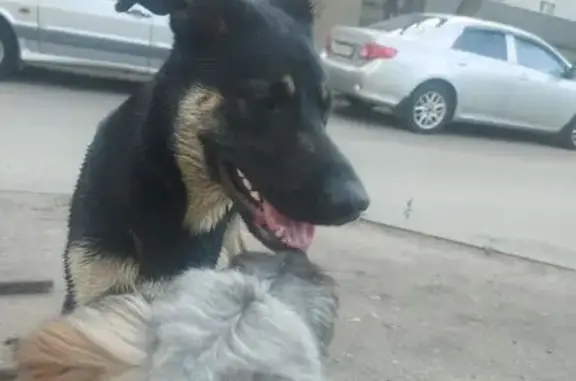 Найдена собака, ул. Артамонова, 34Ж