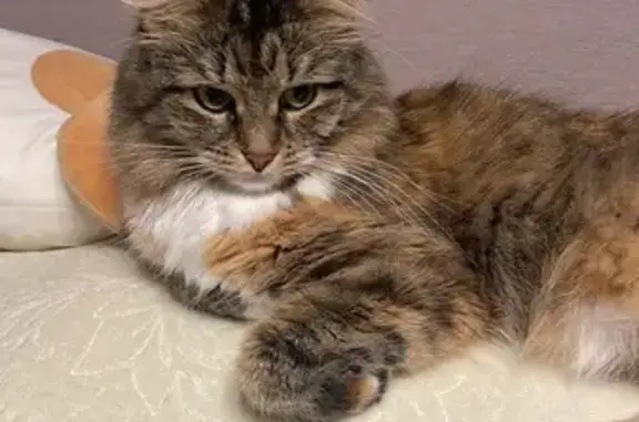 Кошки потеряшки, Гусь-Хрустальный, фото: Потеряшка кошка, ул. Менделеева 19, Гусь-Хрустальный