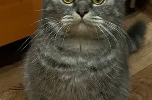 Пропала кошка, ул. Белинского, 31, Сердобск