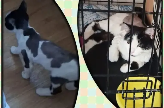 Найдена кошка, Тюмень, фото: Кошка найдена: ул. 50 лет ВЛКСМ, 107, Тюмень