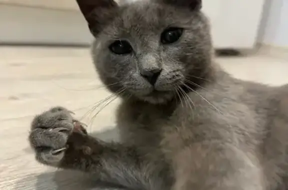 Кошка найдена на ул. Чернышевского, Саратов