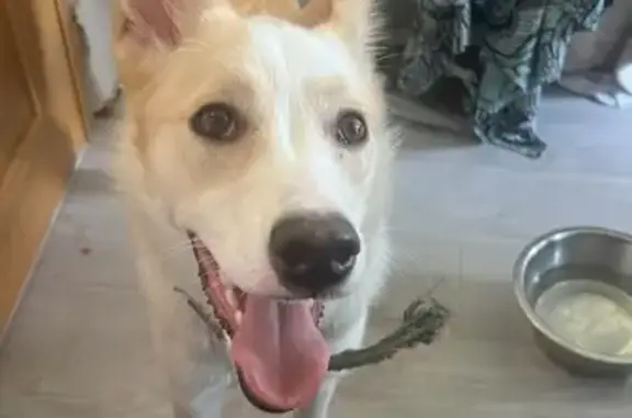 Собака найдена, Ореховый б-р, Москва