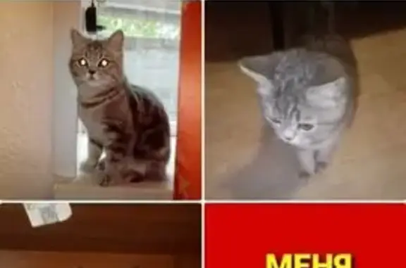 Кошка найдена: Советская 41Б, Киров