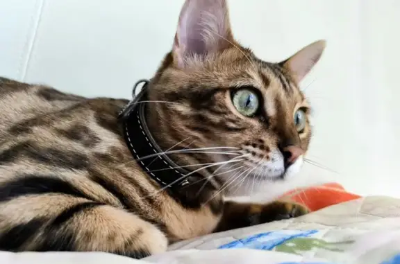 Кошки потеряшки, Ягодное, фото: Потеряшка кошка, 4-й проезд, Ягодное