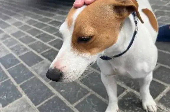 Найдена собака на Фиолентовском шоссе