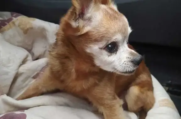 Найдена собака, ул. Шевелюха, Ярославль